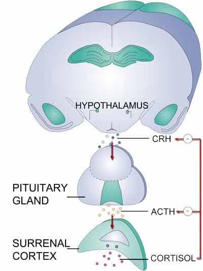 HPA axis information from the Persometrics stress report