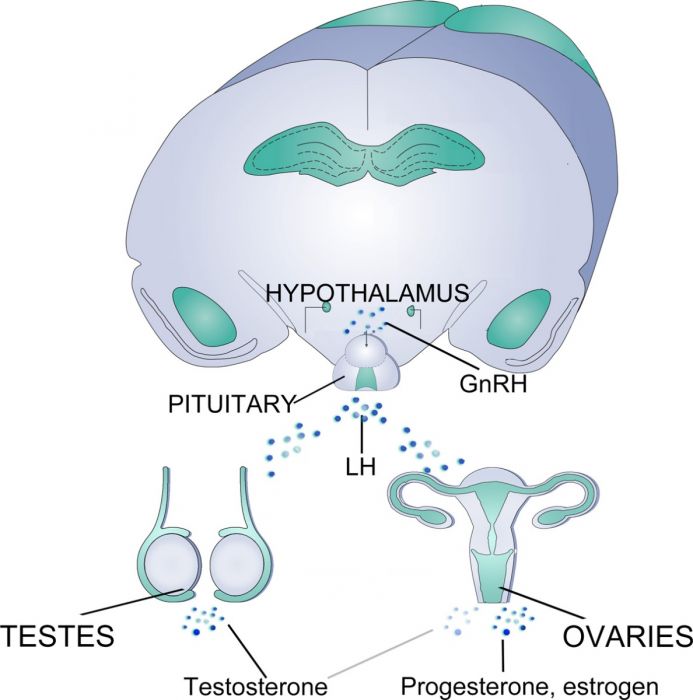 Hormonal regulation information