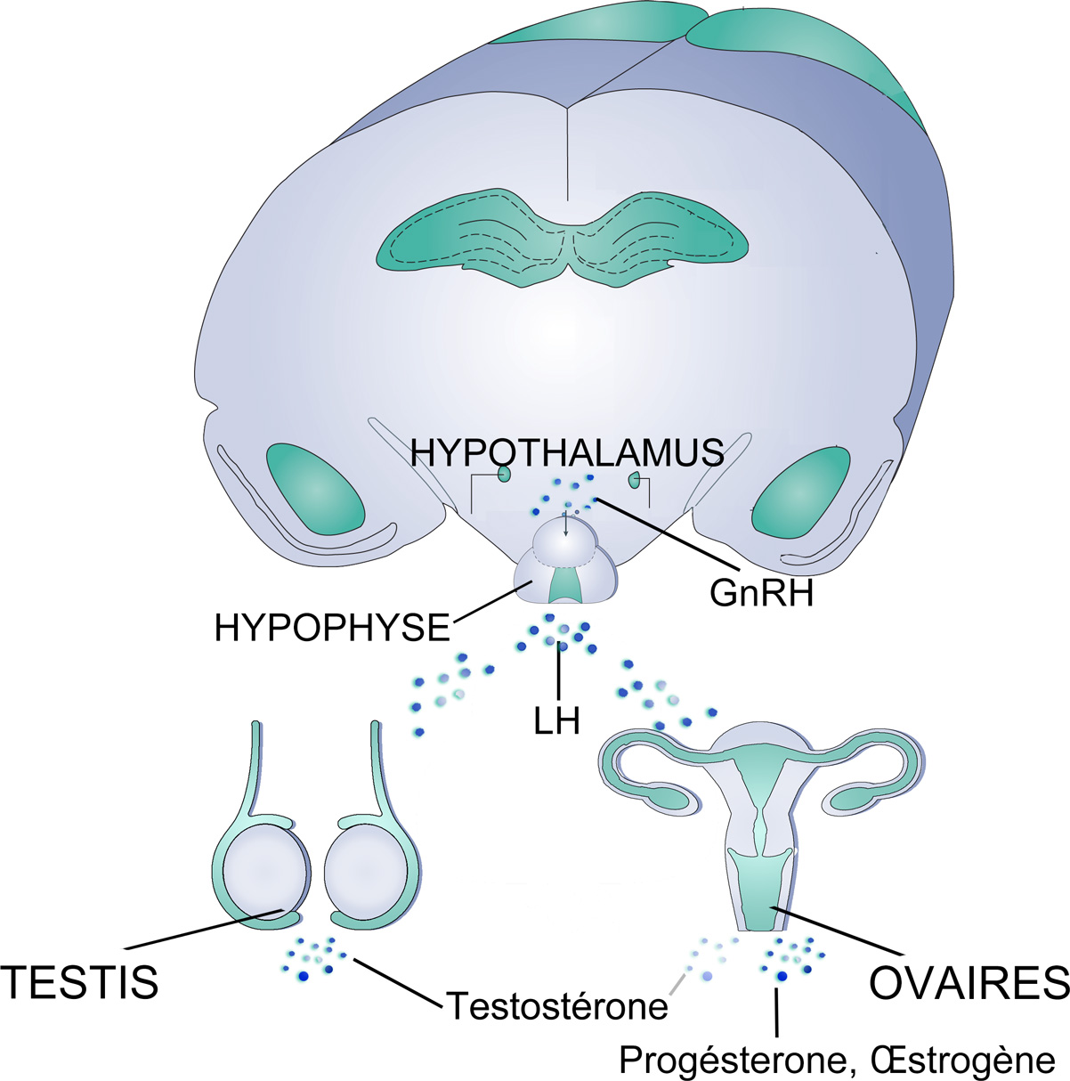 Informations sur la régulation hormonale